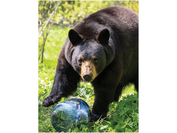 BearVault BV450-Jaunt®